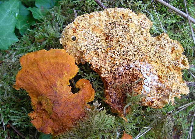 Pycnoporellus fulgens  (Fr.)  Donk